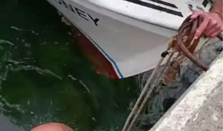 Çanakkale’de Kedi Kurtarma Operasyonu