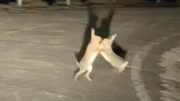 Gökçeada’da Tavşan Kavgası