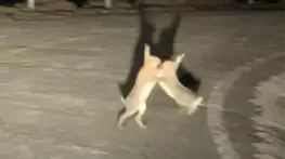 Gökçeada’da Tavşan Kavgası