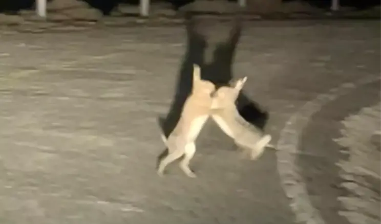 Gökçeada’da Tavşan Kavgası