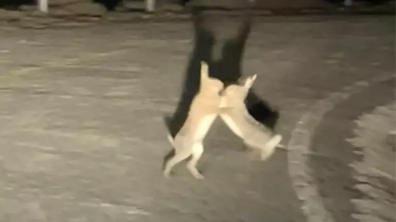 Gökçeada’da Tavşan Kavgası